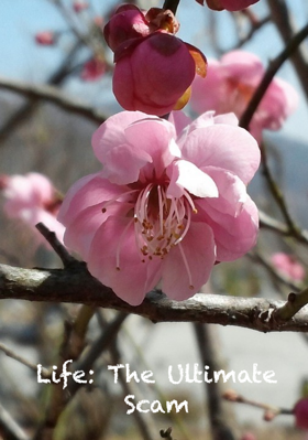 Life: The Ultimate Scam