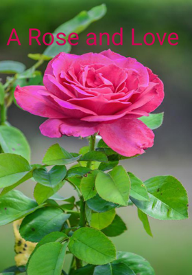A Rose and Love 