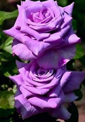 शगुन अपशगुन में झूलती मानसिकता