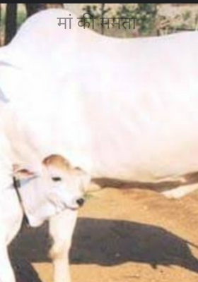 मां की ममता 