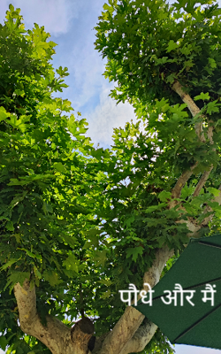 पौधे और मैं