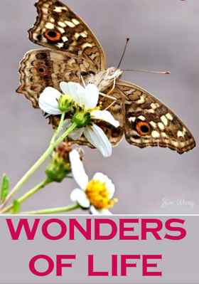 Wonders Of Life