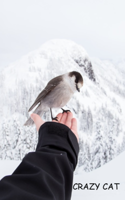 CRAZY CAT