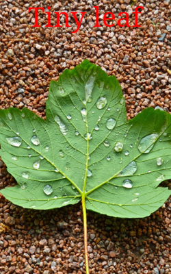 Tiny Leaf