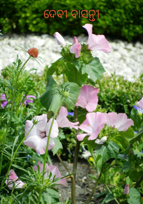 ଦେବୀ ବାସନ୍ତୀ