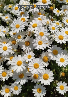 ফুলের মালা