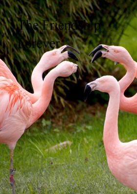 The Friendship Forever