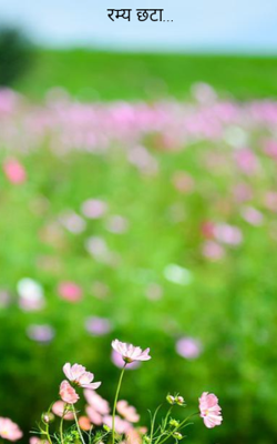 रम्य छटा...