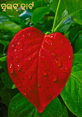 ସୁଇଟ୍ ହାର୍ଟ