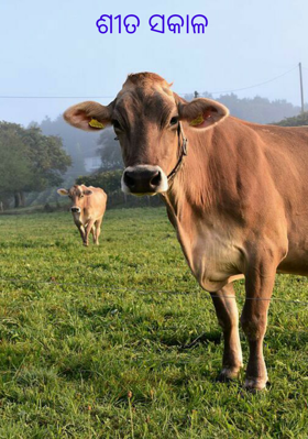 ଶୀତ ସକାଳ