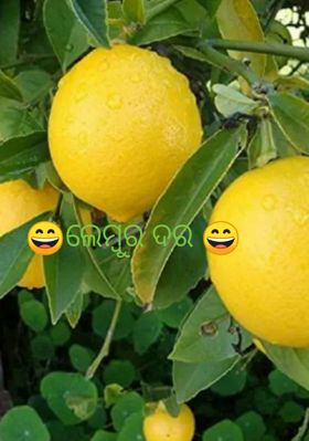 ଲେମ୍ବୁର ଦର