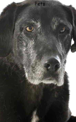 Lessons I Learnt From My Aging Pets