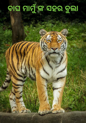 ବାଘ ମାମୁଁ ଙ୍କ ସହର ବୁଲା