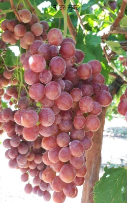 मैं हर सुबह