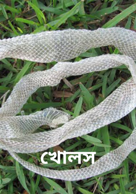খোলস