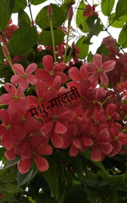 मधु-मालती