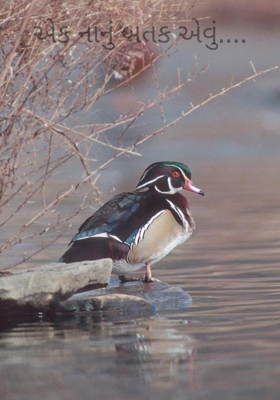 એક નાનું બતક એવું