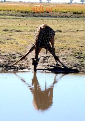 ગાંડી મા