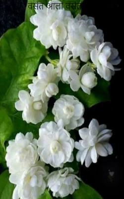 वसंत आला वसंत आला