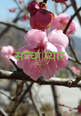 सच्चा प्यार