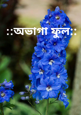 ::অভাগা ফুল::