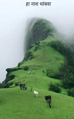 हा नाश थांबवा