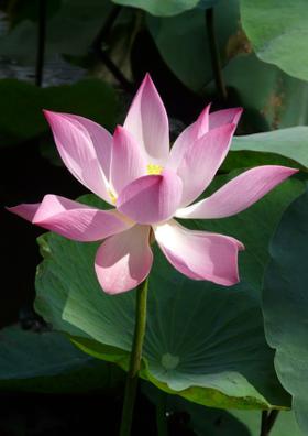 The Plea Of An Indian