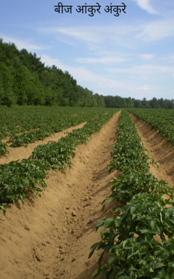 बीज आंकुरे अंकुरे