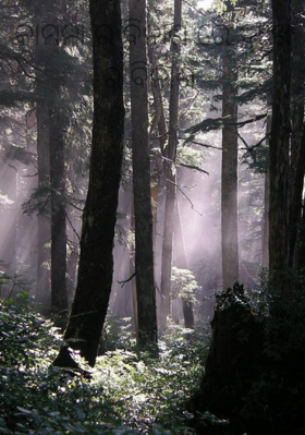 କାମନାର ବିନାଶରେ ଦୁଃଖର ବିନାଶ