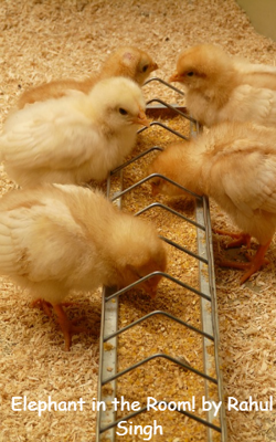 Elephant In The Room!