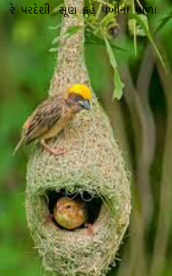 રે પરદેશી, સૂણ કહે પંખીના માળા