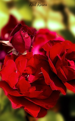 Red Roses 