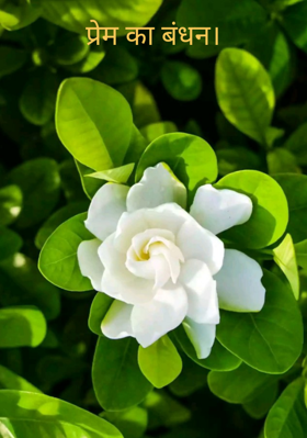 प्रेम का बंधन