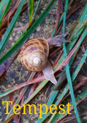 Tempest