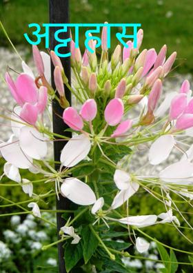 अट्टाहास