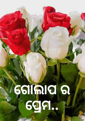 ଗୋଲାପର ପ୍ରେମ