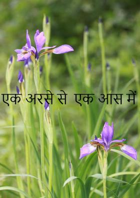 एक अरसे से  एक आस में