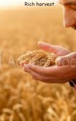Rich Harvest