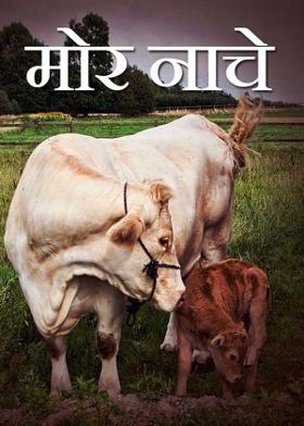 मोर नाचे