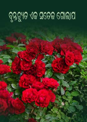 ବୃନ୍ତଚ୍ୟୁତ ଏକ ସତେଜ ଗୋଲାପ