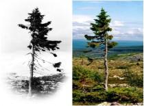  शेरिफ़ तुम्हेंं याद करते हुऐ