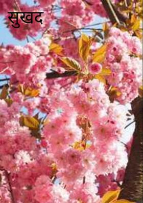 सुखद क्षण