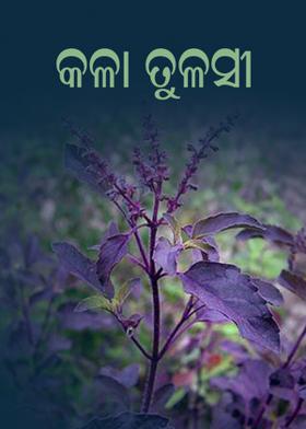 କଳା ତୁଳସୀ