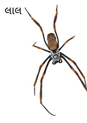 લાલ મકોડો