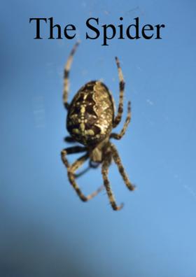 The Spider