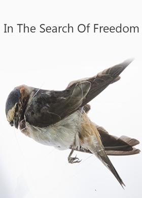In The Search Of Freedom