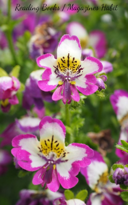 Reading Books / Magazines Habit