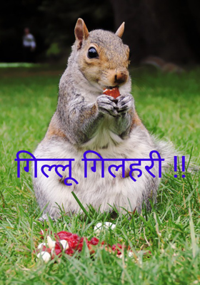 गिल्लू गिलहरी !!