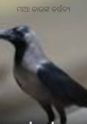 ମାଆ କାଉଙ୍କ କର୍ତ୍ତବ୍ଯ