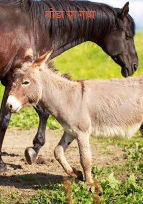 घोड़ा या गधा